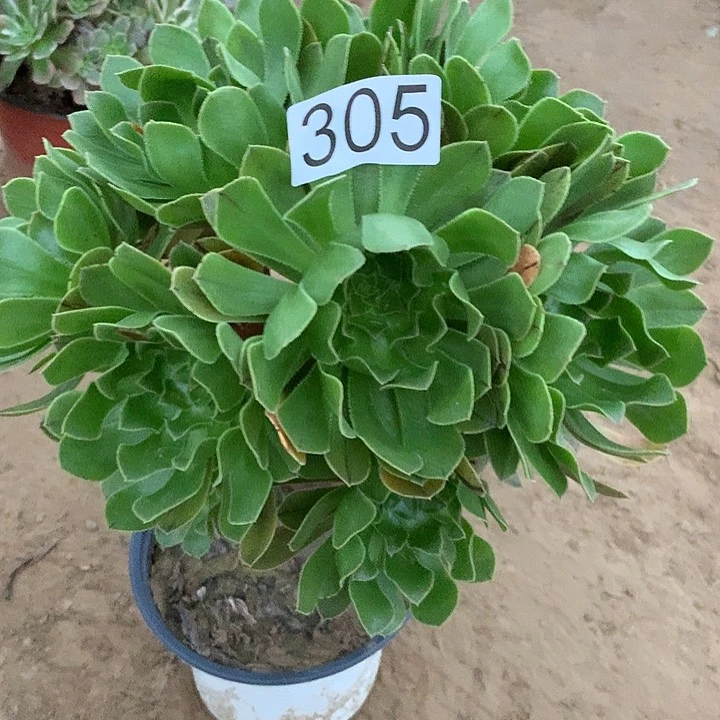 无花朵305原始绿多肉植物
