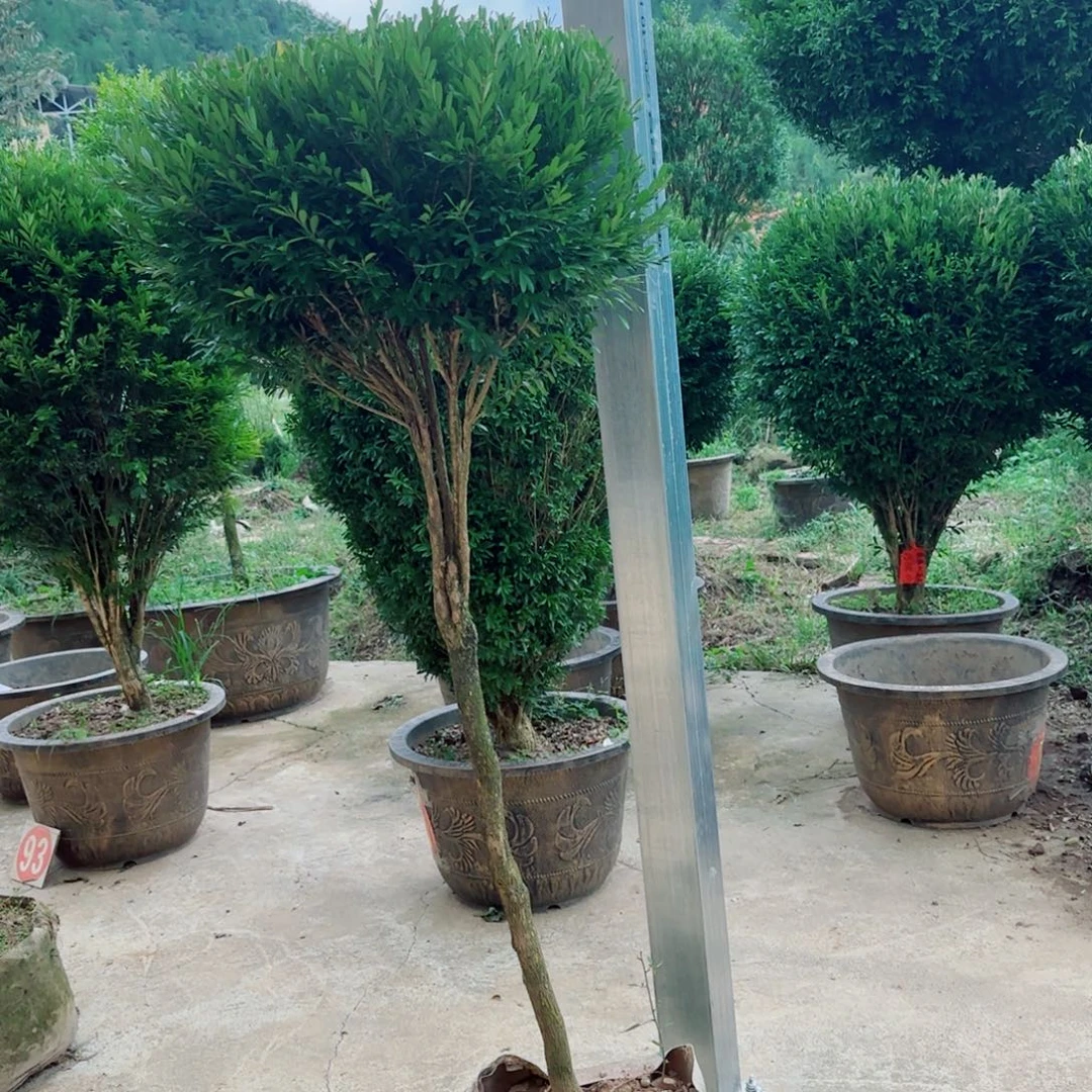 不开花植物小叶雀舌黄杨