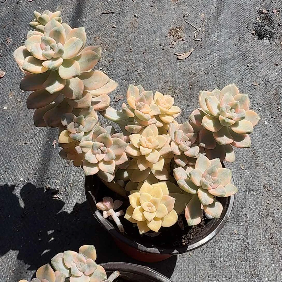 大号美杏锦多肉植物