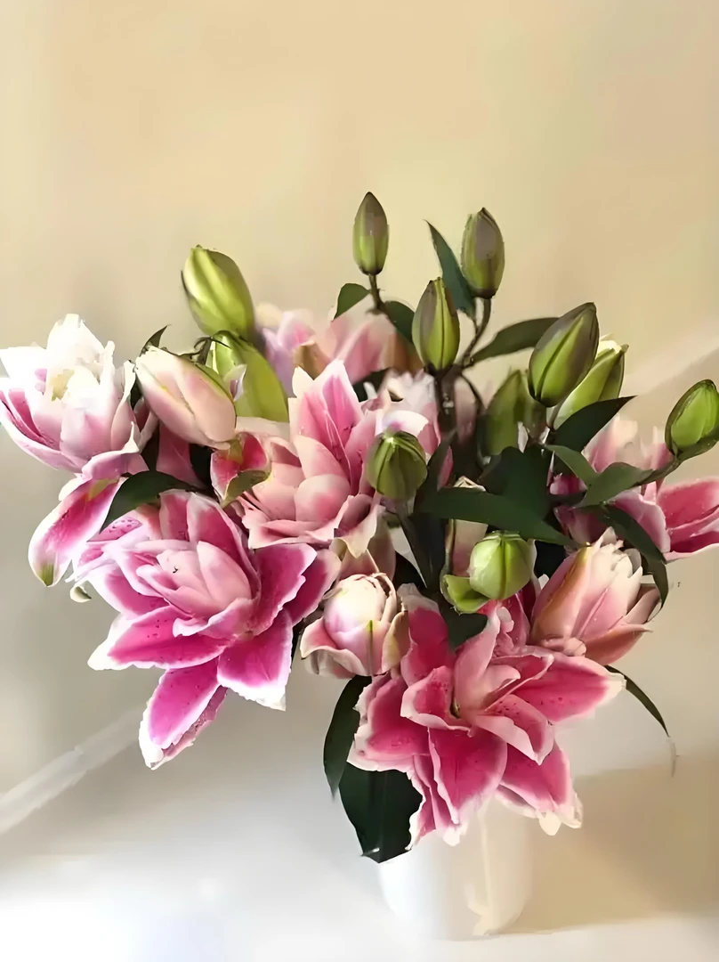 （爱马之恋）重瓣百合东北辽宁凌源鲜切花顺丰包邮