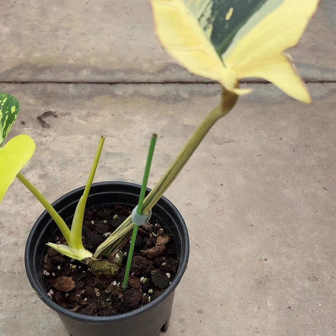 无花朵柠檬泡泡龟背竹