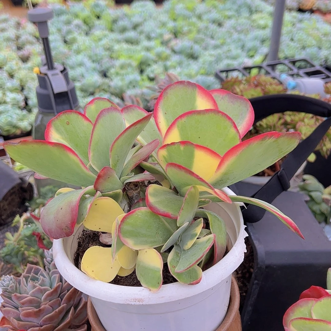 唐印锦群 多肉植物