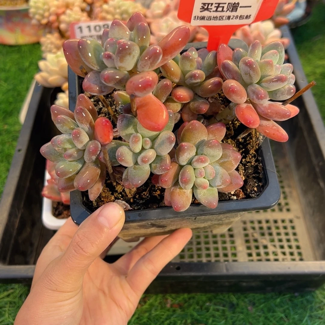 表妹精品多肉1111.