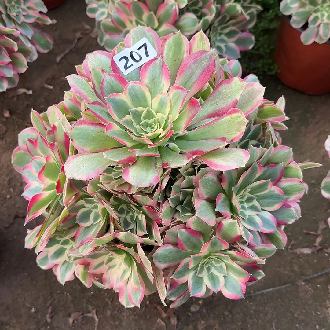 多肉植物布加迪207