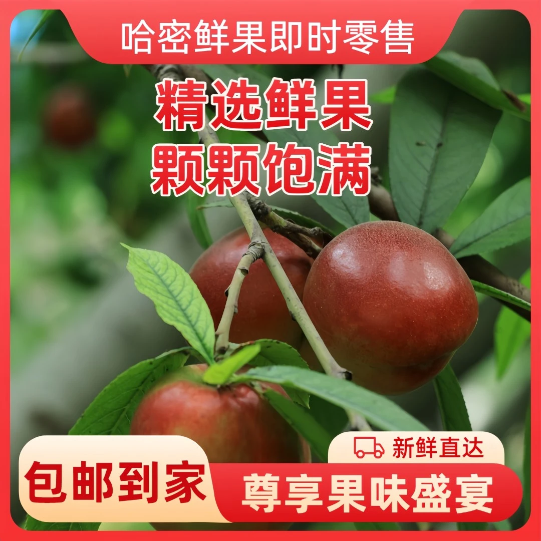 新疆哈密陶家宫【黄肉油桃/李子】新鲜现摘现发1.5公斤【哈密同城次日达】当季新鲜水果桃子新疆维吾尔自治区