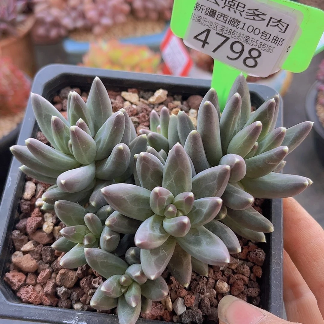 4798乌拉克拉多肉植物