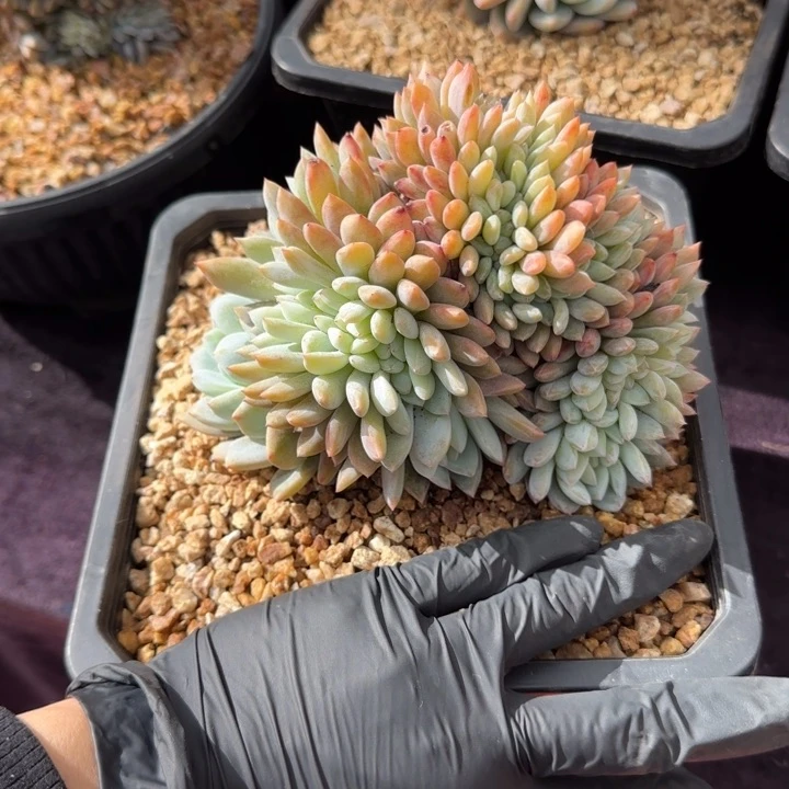 ?**糖补差价换一个一物一拍的