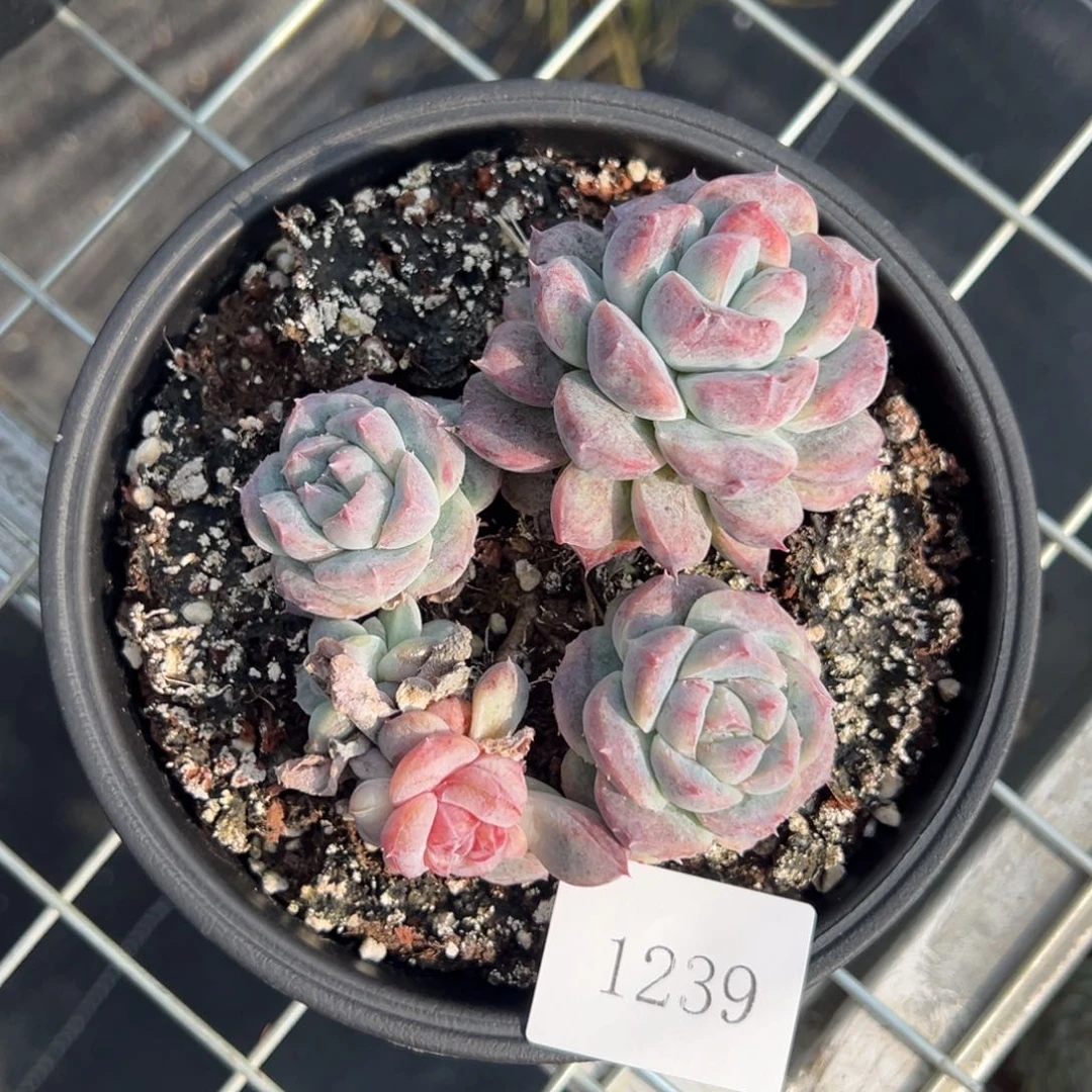 花*子1239不包整肉肉肉肉肉肉