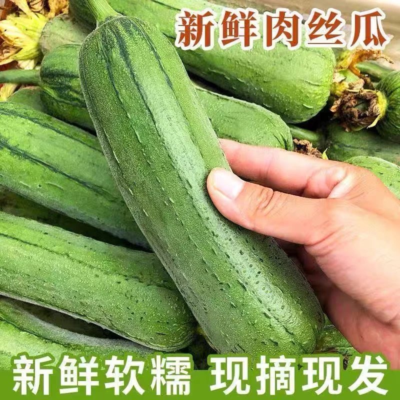 翡翠肉丝瓜！鲜嫩多汁水瓜带软籽福建漳州农家蔬菜3斤/5斤新鲜丝瓜同城配