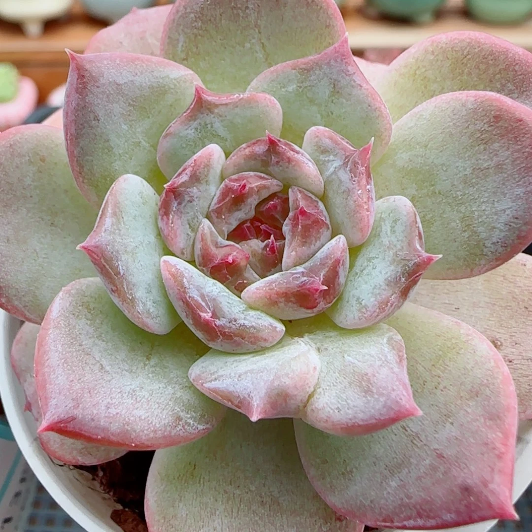 花语逸镜1013-203溏心珍妮