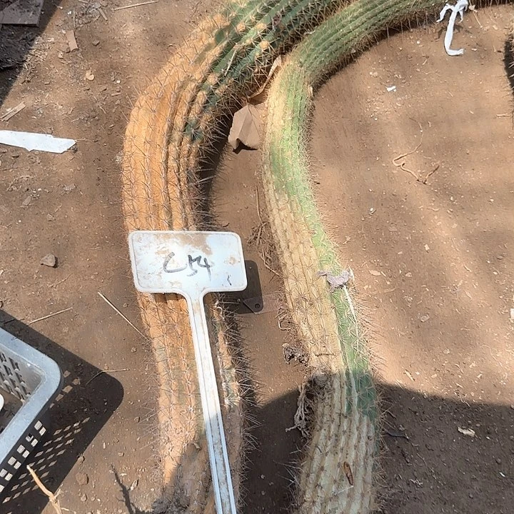 风***伤C54毛花柱瑕疵球外面的蛇40