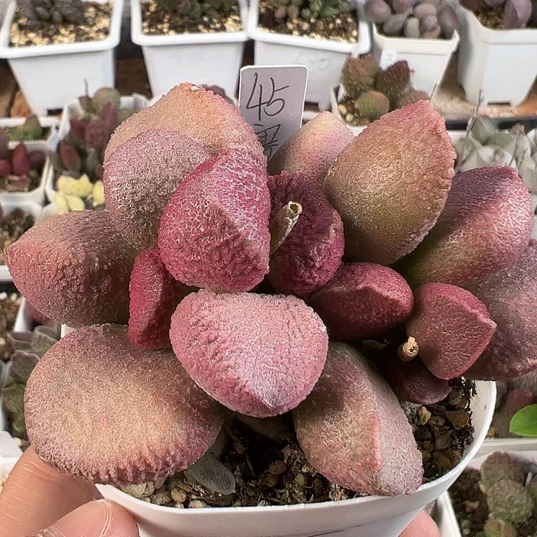 纯木质老桩赛猪肝