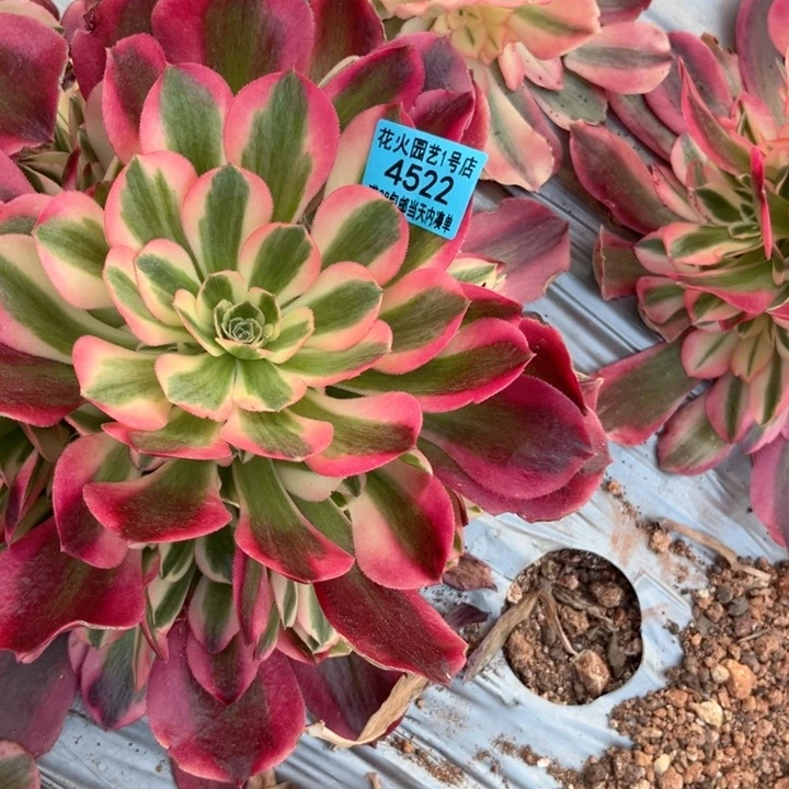 女郎4522多肉植物