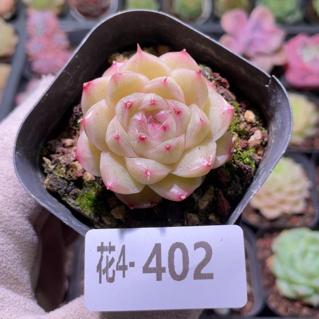 花利美4-402麦秆单头