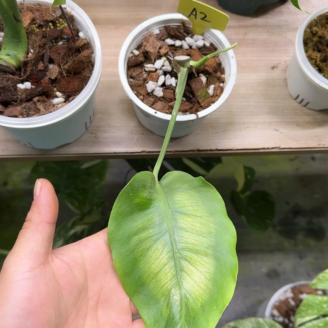 不开花植物每日秒杀尝鲜价光之翼A2