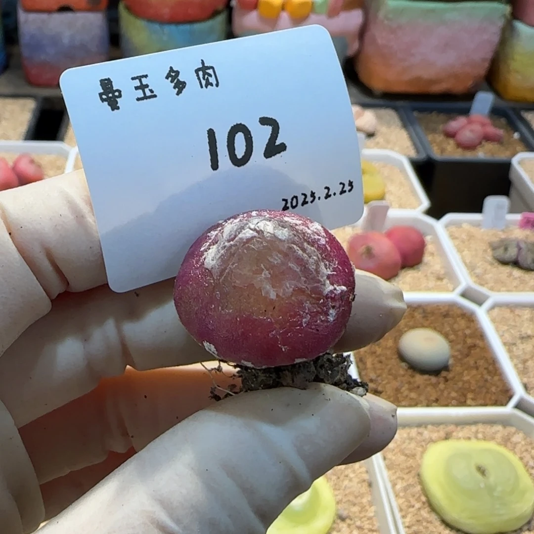 杨*静多肉多肉多肉2.25-102杨小静