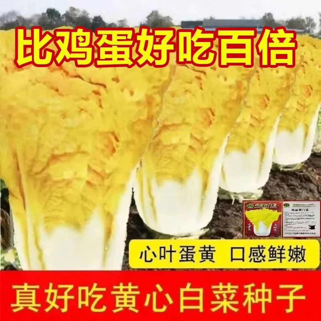 春播】【今年新种】鸡蛋黄大白菜种子黄心快菜籽农家田园四季播蔬菜