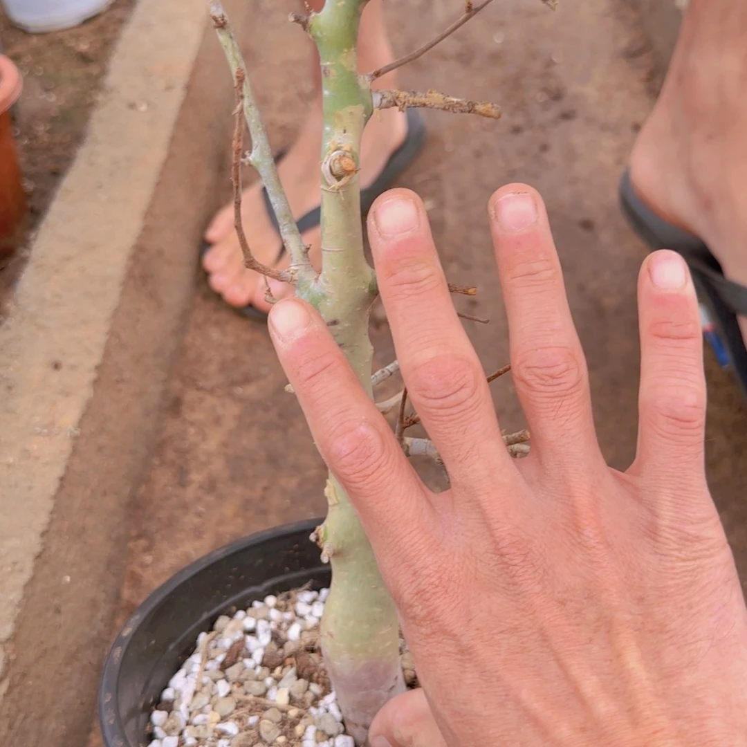 就***谁块根植物块根植物