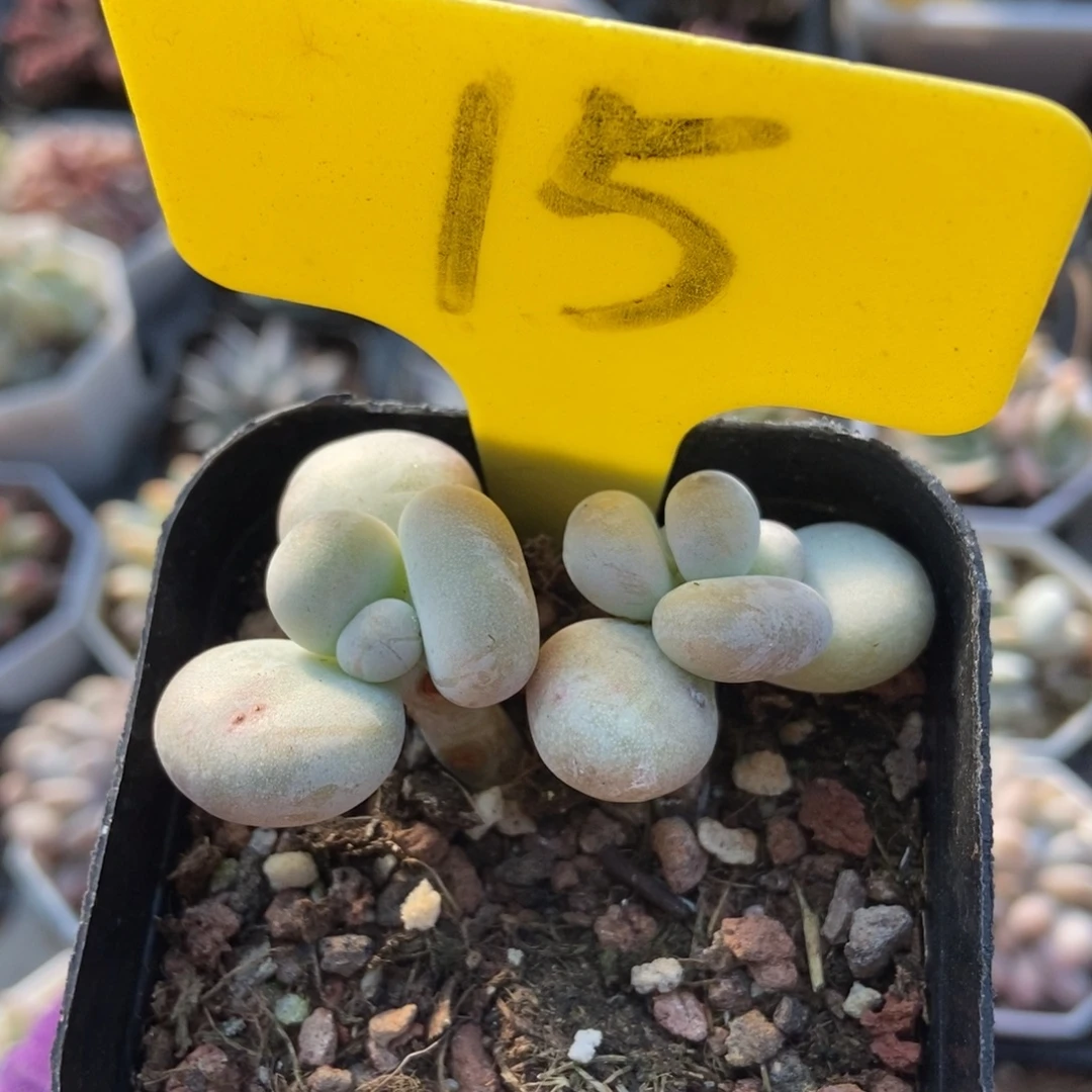 15油煎多肉植物多肉