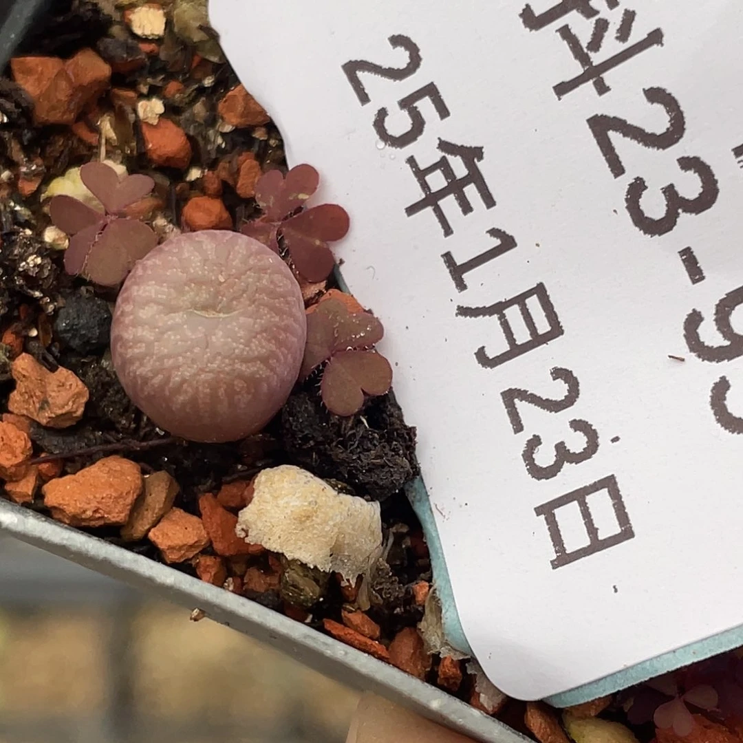 23-95送奶杂多肉植物