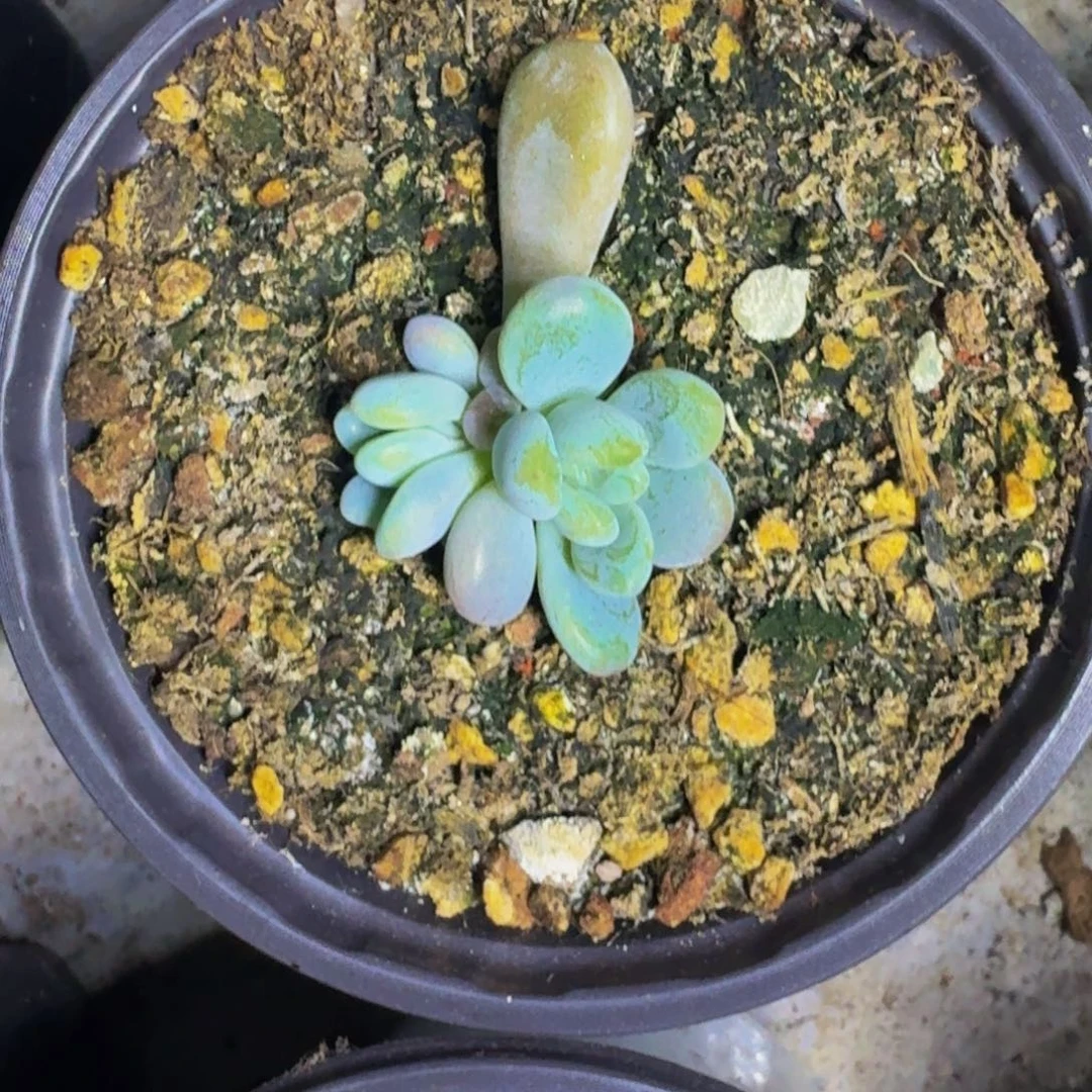 海妮亚 叶插 一物一拍