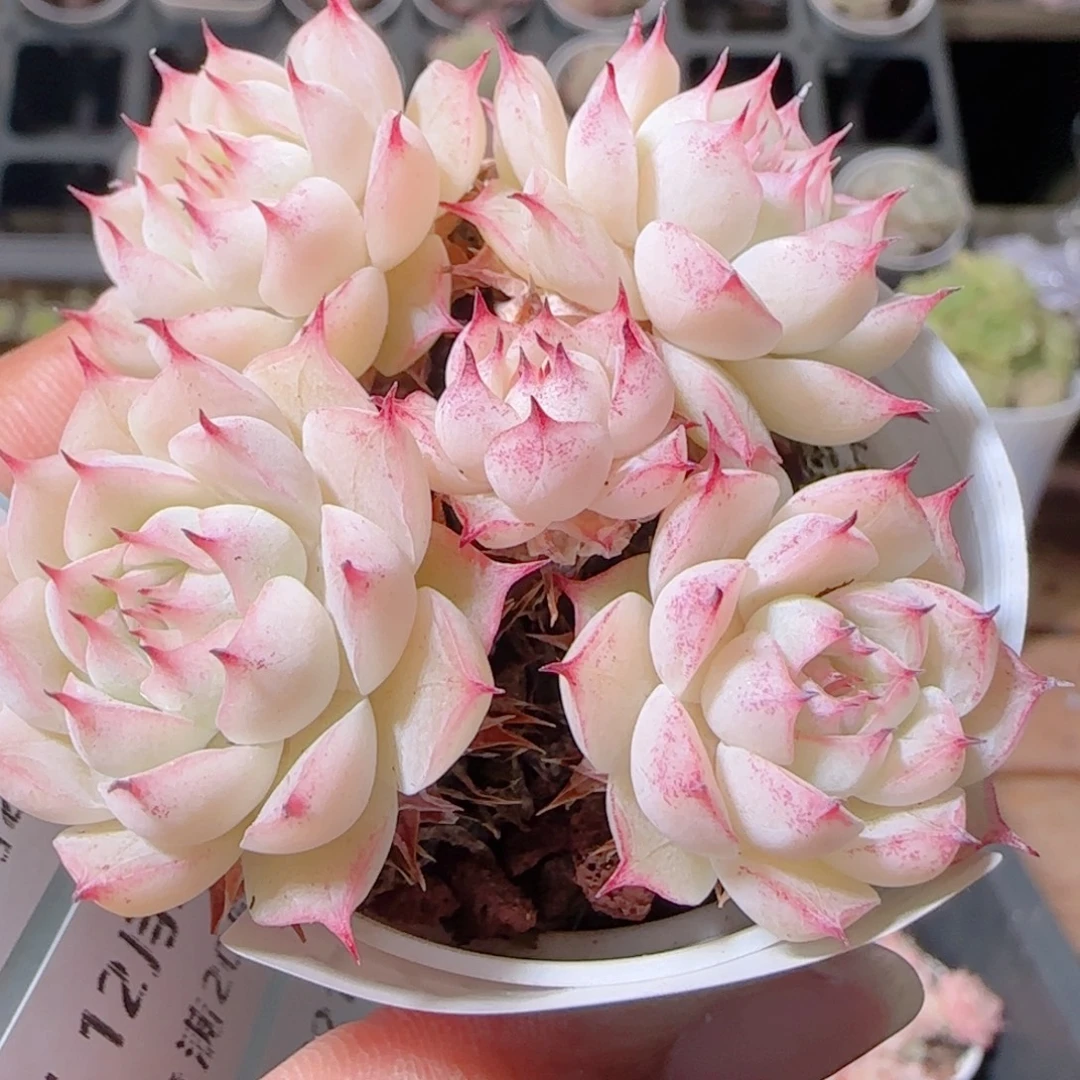 花语多肉1221-172紫魔散