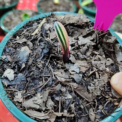 草*飞君子兰四季开花稀释甲醛