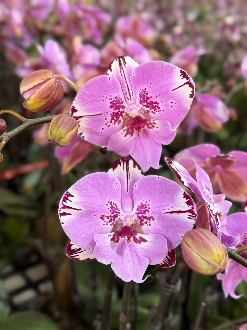 蝴蝶兰【2.8寸米奇乐多】中花型 带花发货 高级花卉 室内美观