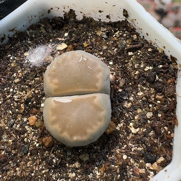 生石花23:：：。   199号