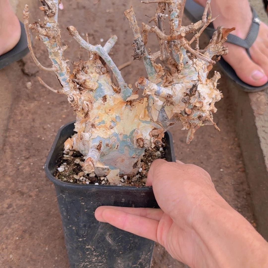 ****财块根植物块根植物