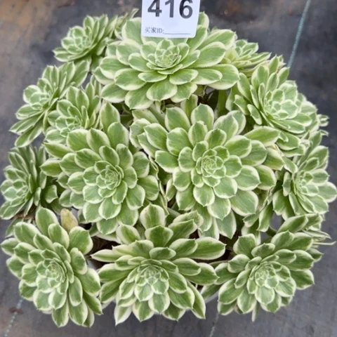 416碧浪30厘米左右有断枝