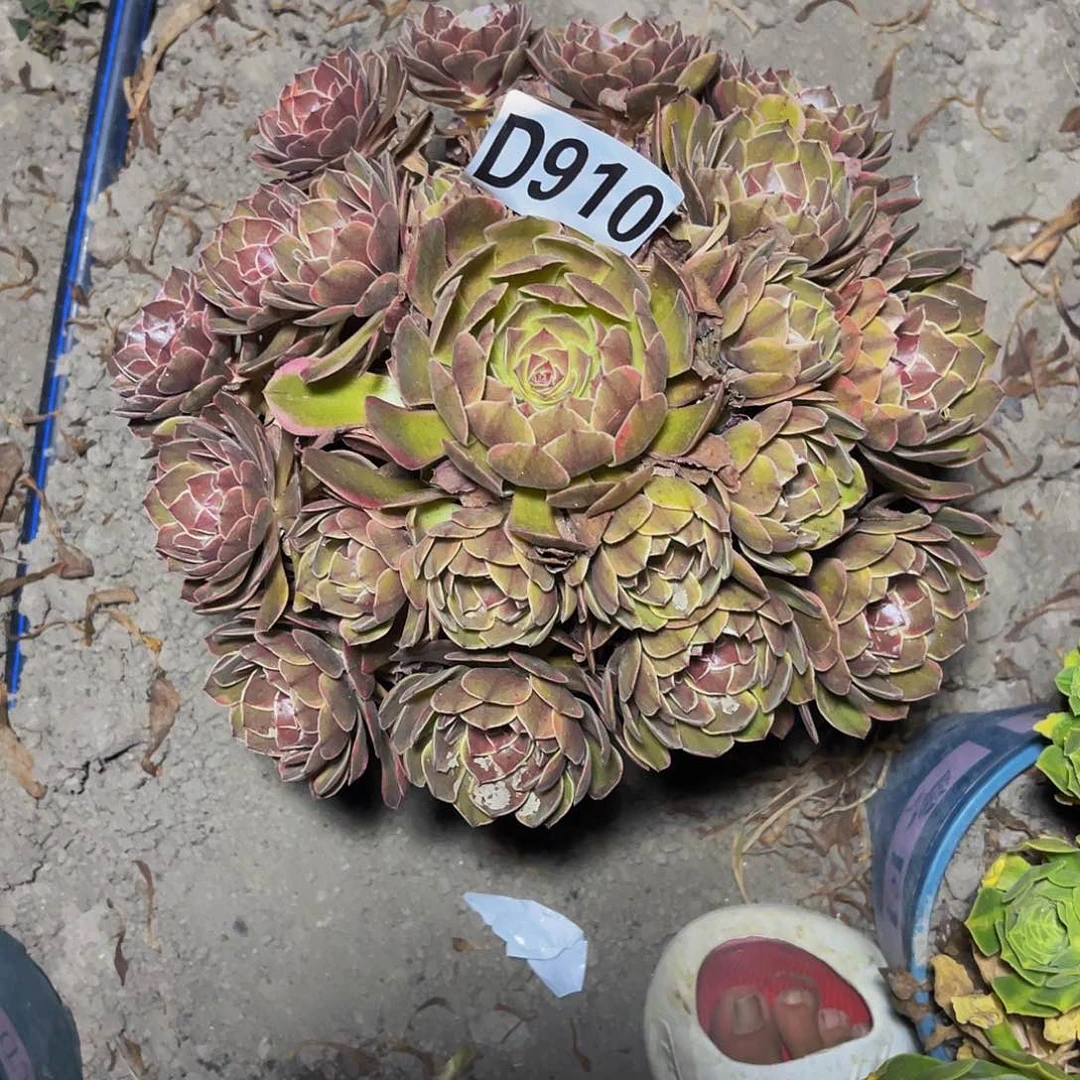 半夏法师15-/—-26包邮