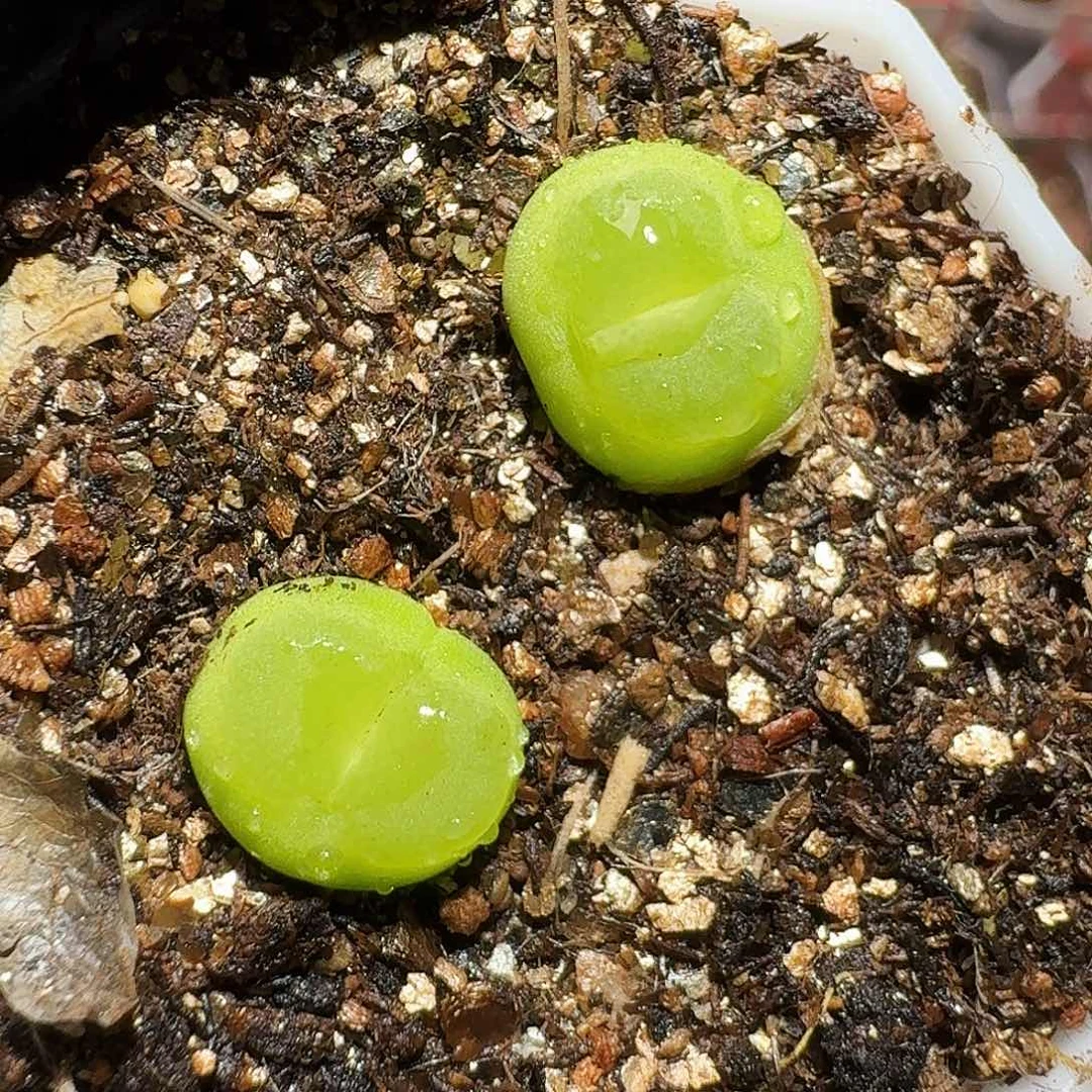 生石花等植物1111111。  1公分左右。  161