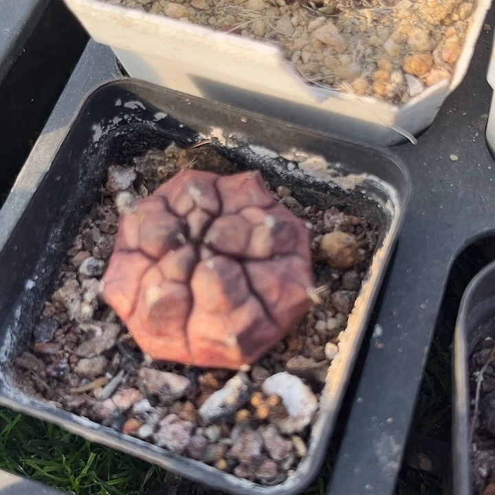 单头梦想zzzzzzzzz