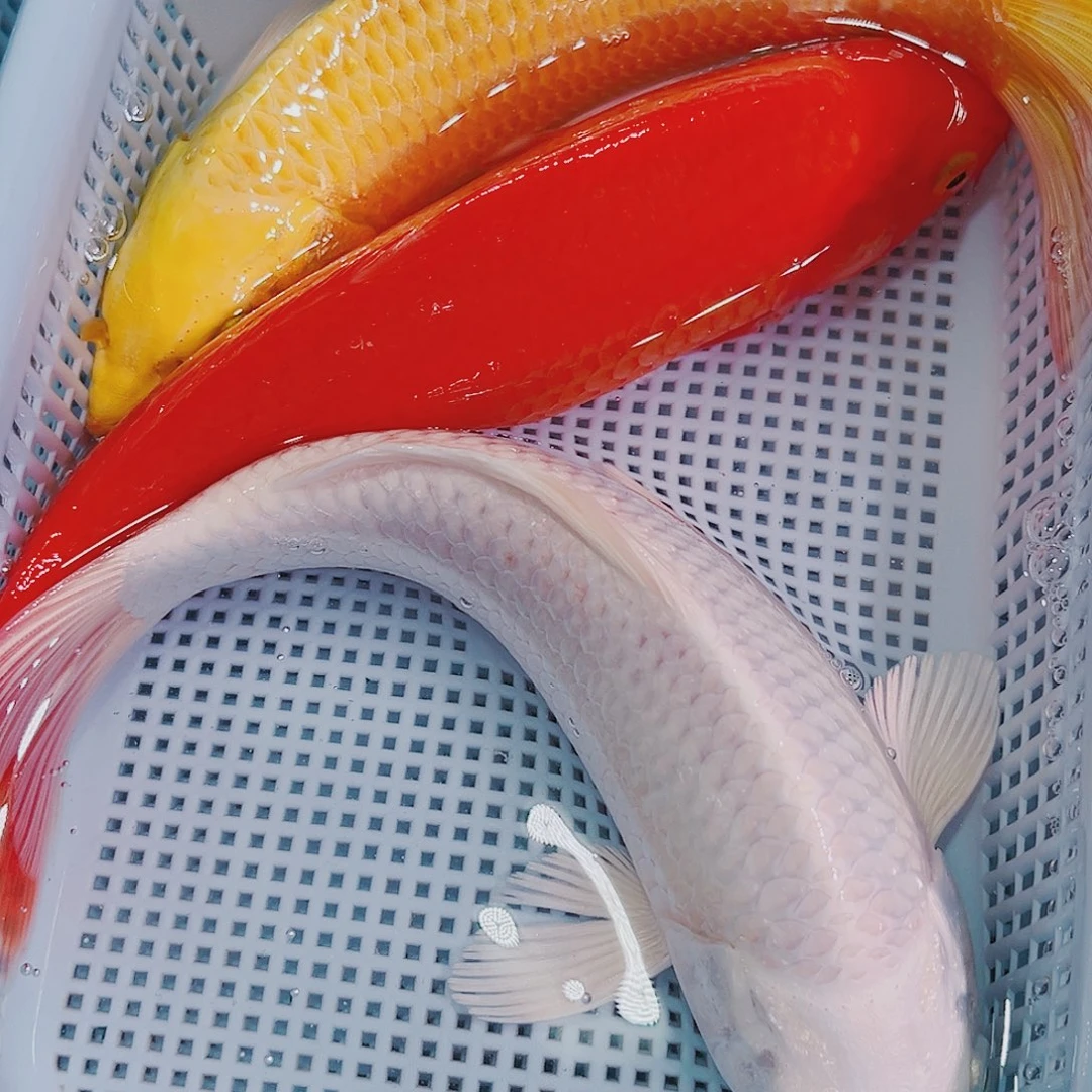 锦鲤锦鲤冷水鱼观赏