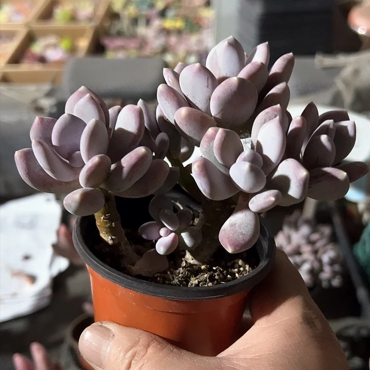 L****女300炖肉只需在饮食习惯