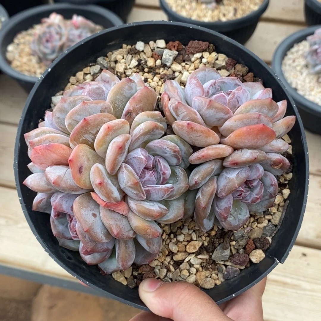 五头绿底紫心小包子