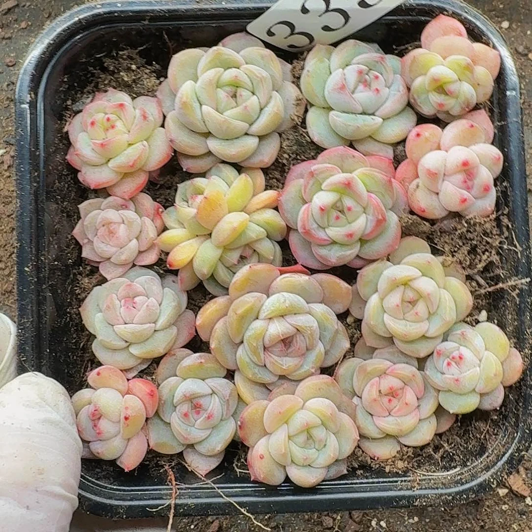 多肉植物多肉植物333