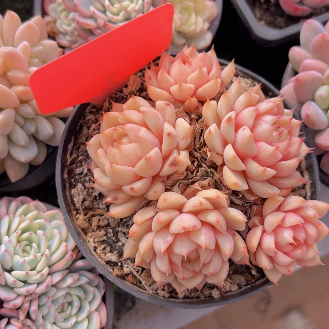 香玉的故事是一个人的故事吗