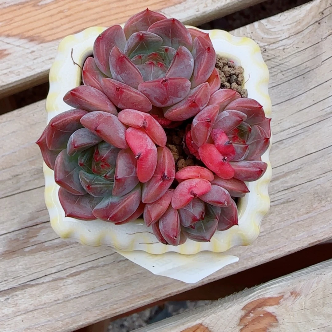 洋***.花语逸镜0924-117带盆土