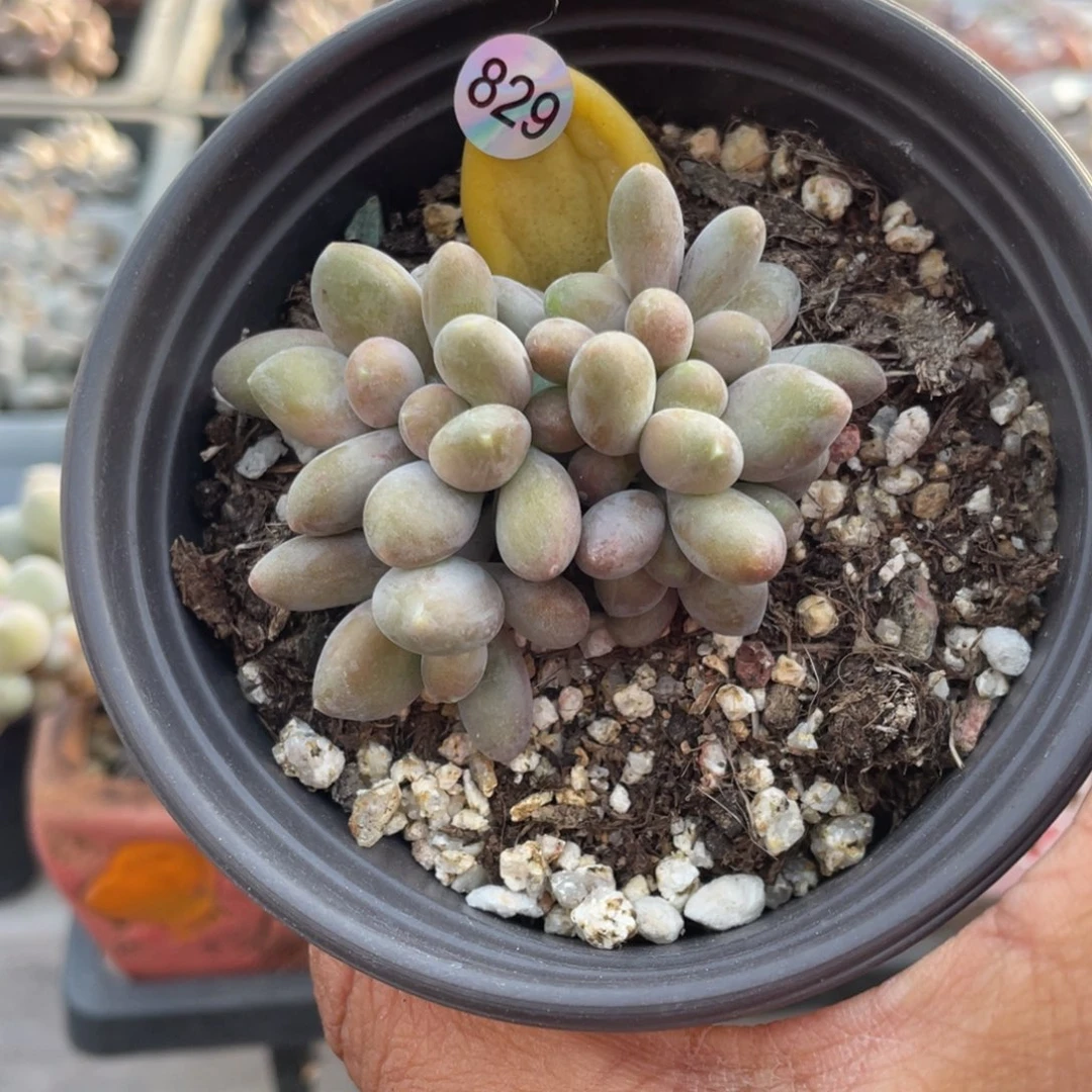 芒果奶酪多肉植物