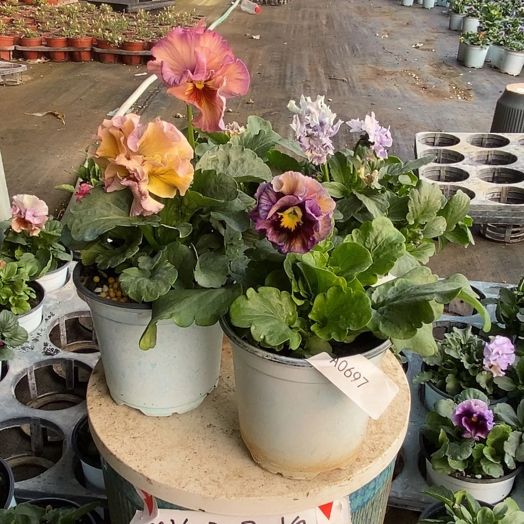 大部分花苞少量开放697