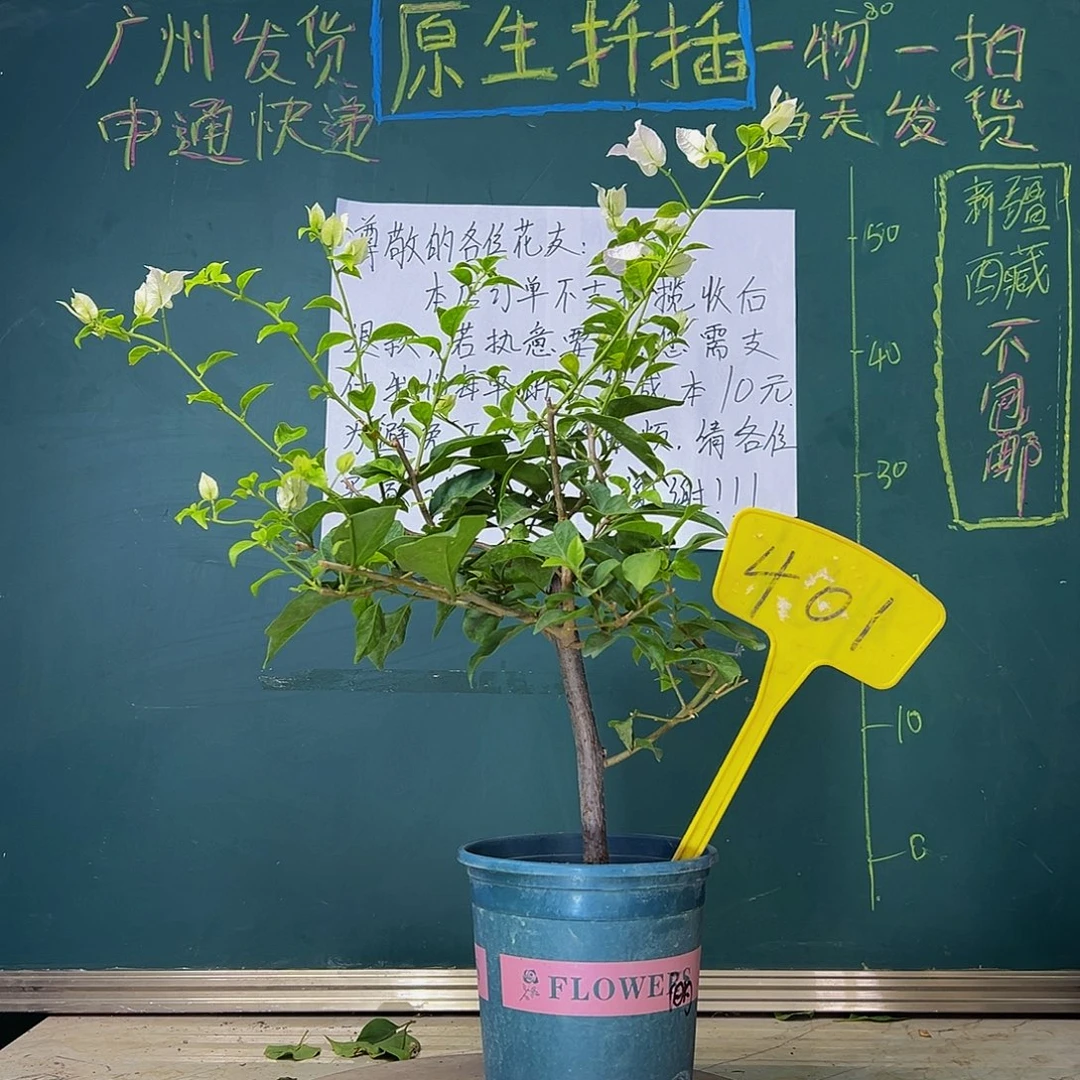 当前无花栽培后可以开花  丽娜  401
