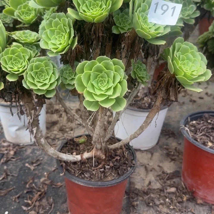 191两单包邮。             小瑕疵