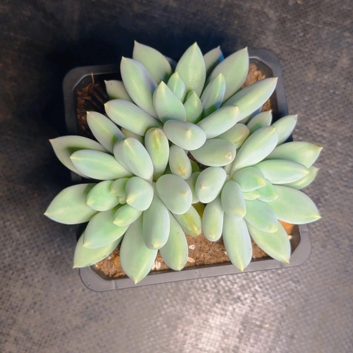 小***）番茄发货11111111111111