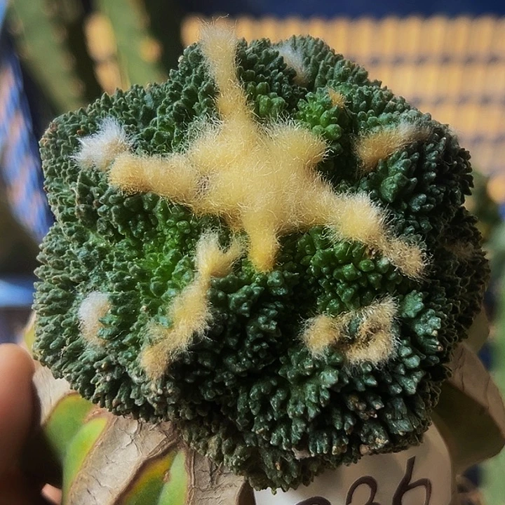 无花朵福利大尤哥斯拉牡丹236