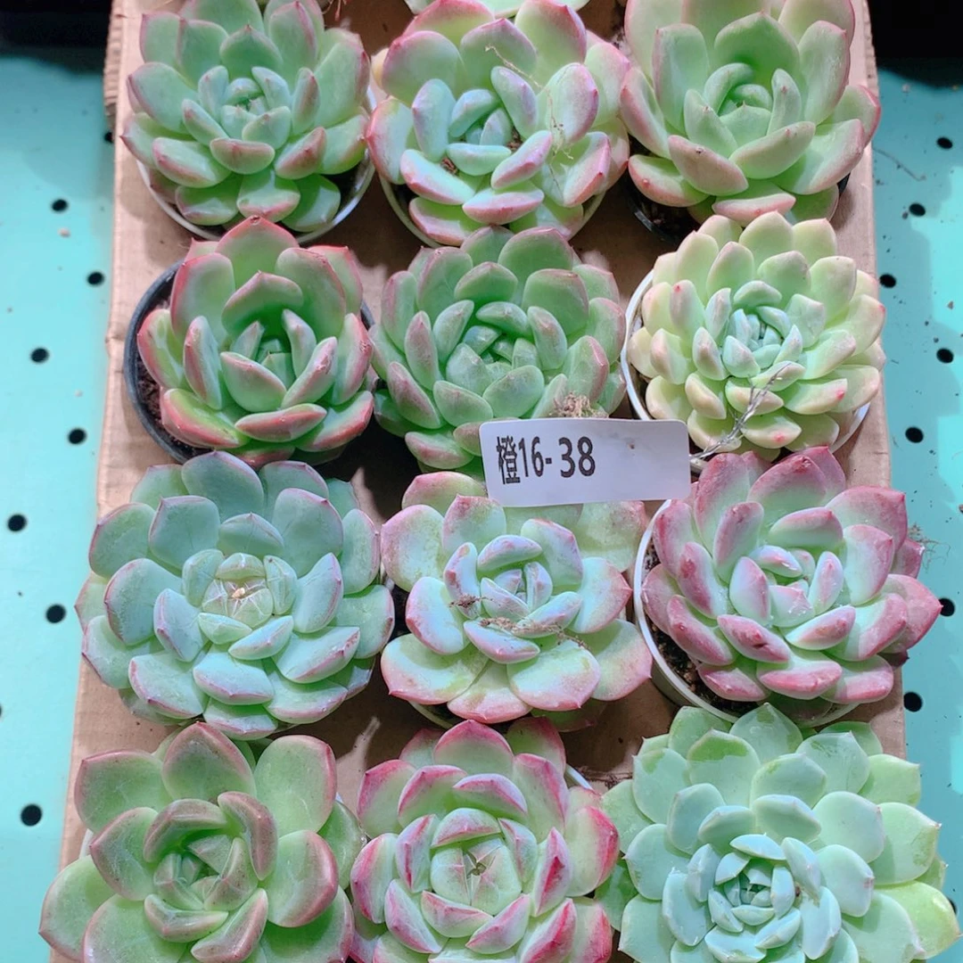 16-38一物一拍多肉带盆18颗