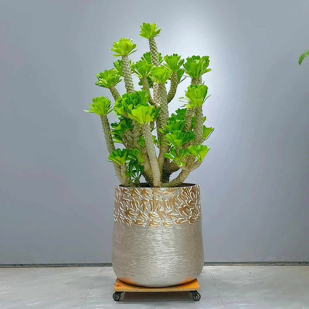 匠心缘   扇贝麒麟沙漠植物大老桩室内阳台庭院好养多肉植物。