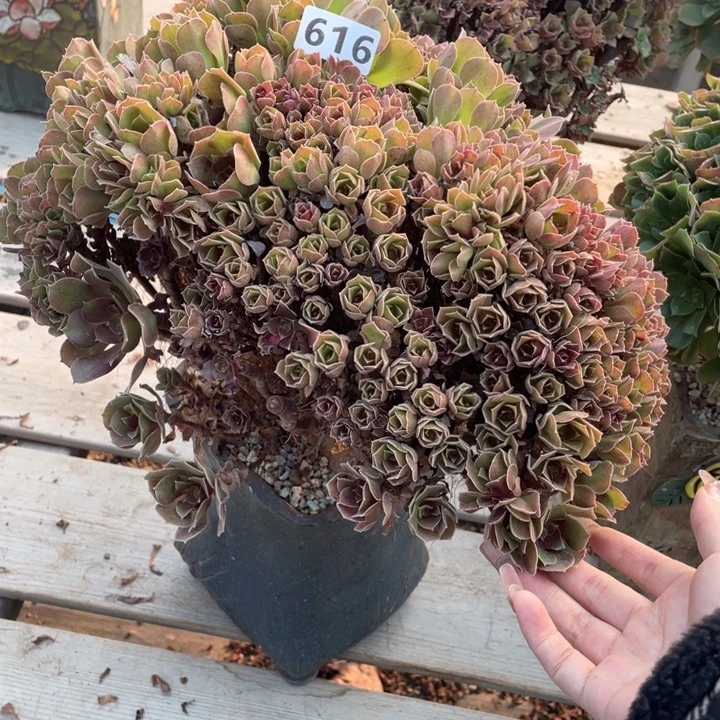 多肉的大肉都要长胖一点呀