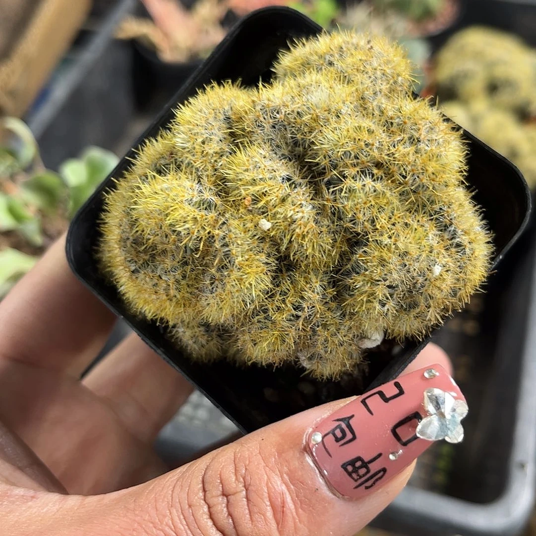 金丝猴缀化单头发货单头